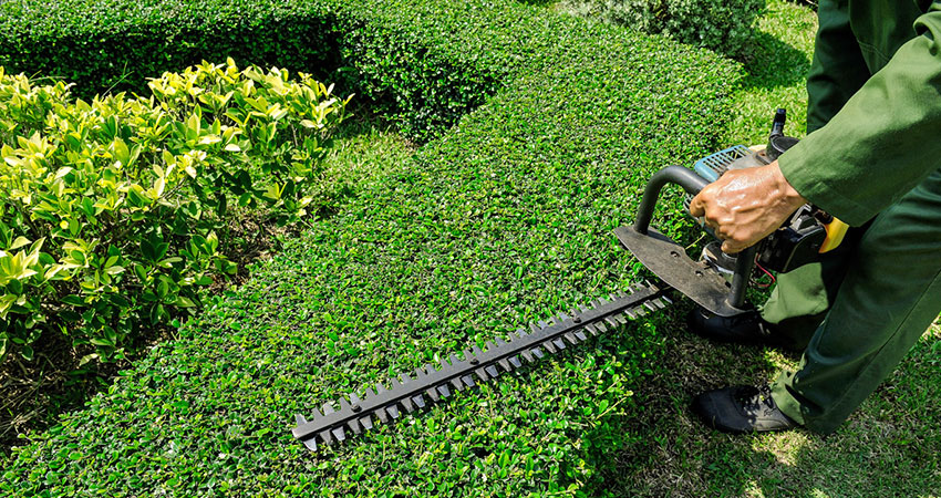hedge trimming service