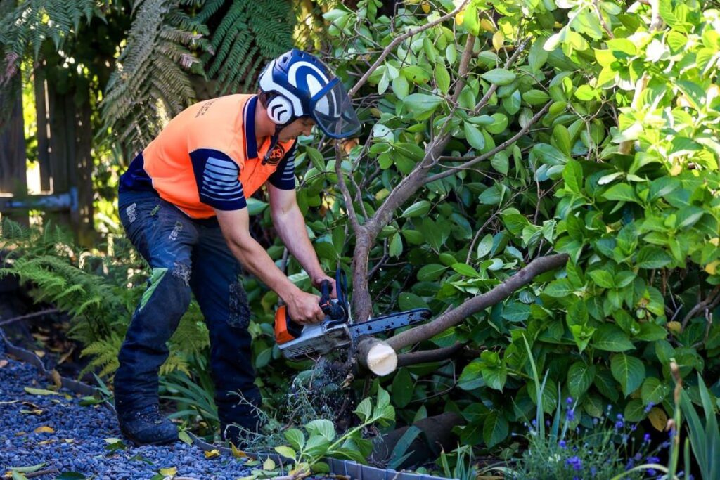 tree removal services Sydney