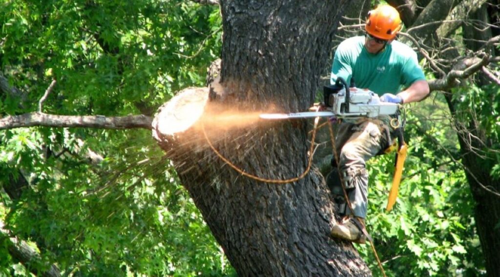 tree removal services Sydney